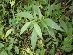Ageratina riparia