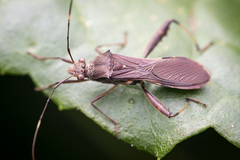 Riptortus annulicornis