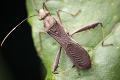 Riptortus annulicornis