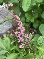 Astilbe × arendsii