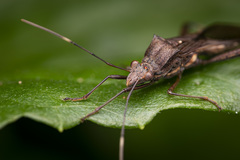 Riptortus annulicornis