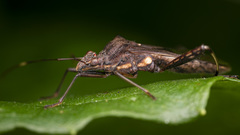 Riptortus annulicornis