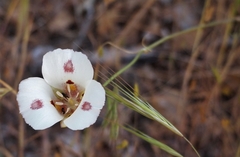 Calochortus venustus