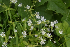 Stellaria nemorum