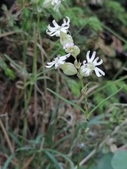 Silene turgida