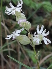 Silene turgida