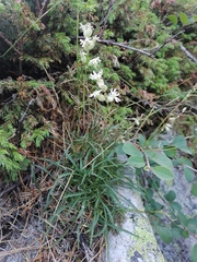 Silene turgida