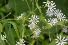 Stellaria nemorum