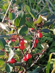 Cotoneaster uniflorus