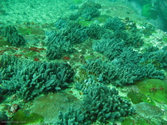 Capnella gaboensis