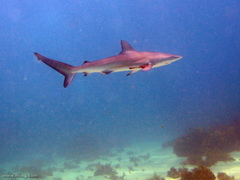 Carcharhinus obscurus