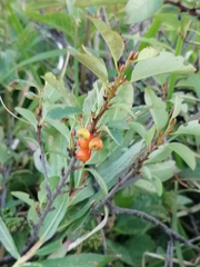 Cotoneaster uniflorus