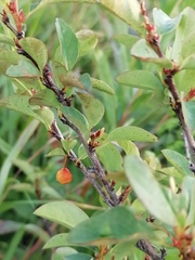 Cotoneaster uniflorus