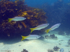 Dinolestes lewini