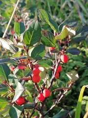 Cotoneaster uniflorus