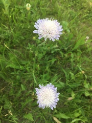 Knautia arvensis
