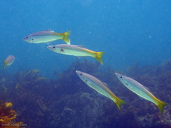 Dinolestes lewini