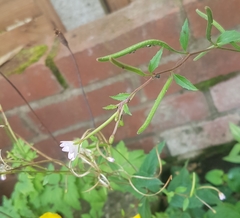 Epilobium