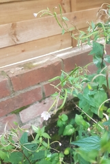 Epilobium