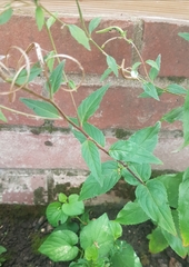 Epilobium