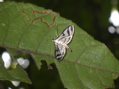 Perisyntrocha anialis