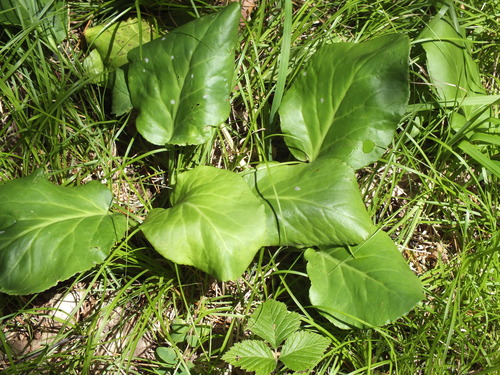 Bergenia crassifolia