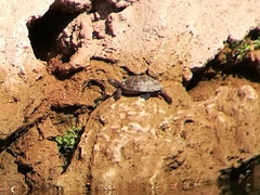 Mauremys leprosa leprosa