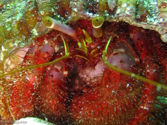 Dardanus crassimanus