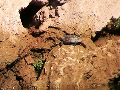 Mauremys leprosa leprosa