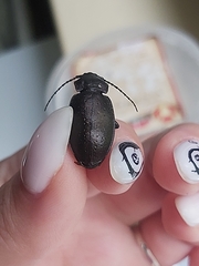 Carabus nemoralis