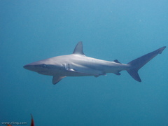 Carcharhinus obscurus