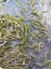 Elodea canadensis