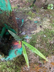 Lepisorus thunbergianus