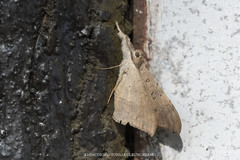 Oxyodes scrobiculata