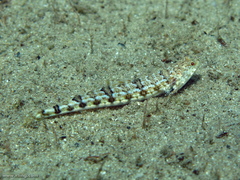 Synodus dermatogenys