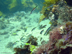 Trachinops taeniatus