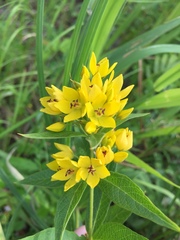 Lysimachia vulgaris