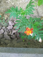 Tagetes lunulata