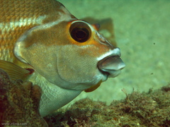 Cochleoceps orientalis