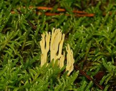 Ramaria lorithamnus