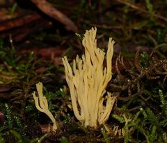 Ramaria lorithamnus