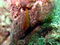 Cochleoceps orientalis
