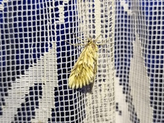 Cynaeda dentalis