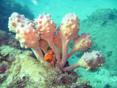Pyura spinifera