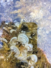 Padina pavonica