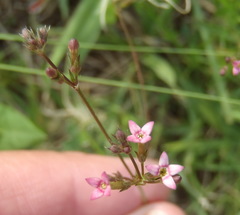 Cordylostigma virgatum