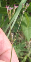 Cordylostigma virgatum