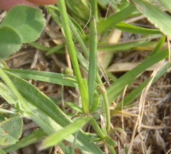 Cordylostigma virgatum