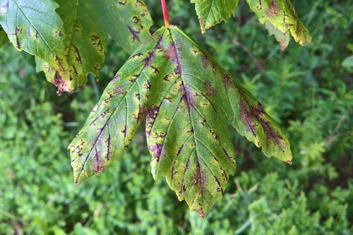 Pleuroceras pseudoplatani