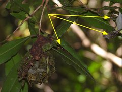 Calligaster himalayensis